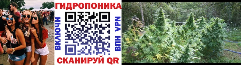 Бошки марихуана сатива  магазин продажи наркотиков  Асбест 